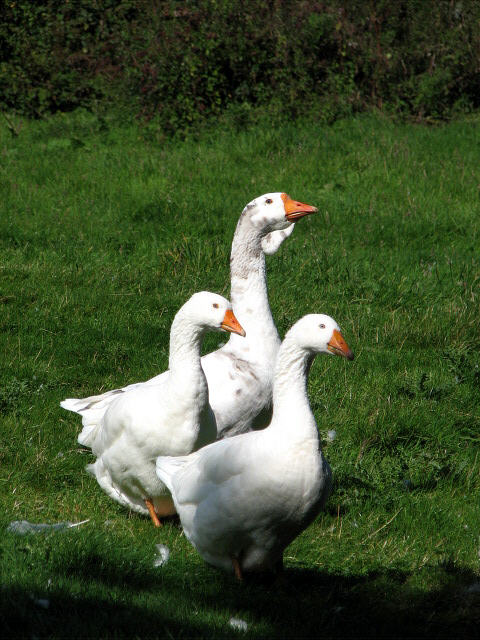 Two geese and a gander at Pine Farm © Evelyn Simak cc-by-sa/2.0 ...