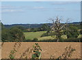 Farmland and dead tree