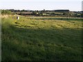 Field beside Merriott Road