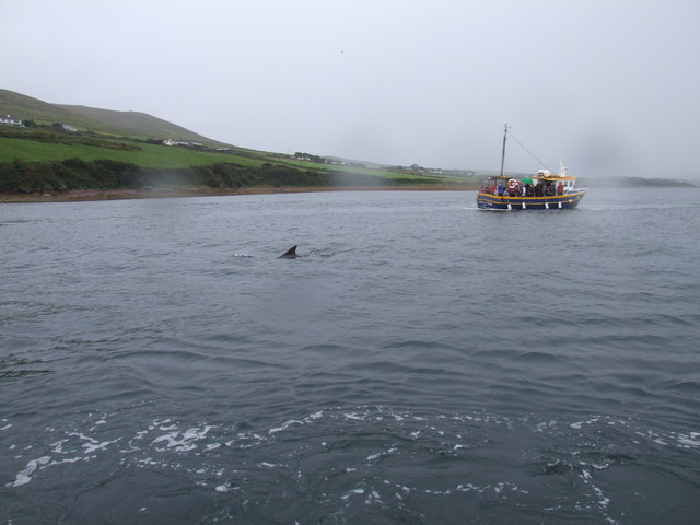 Dolphin-spotting in Dingle Harbour