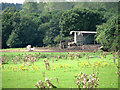 Cattle shed and pasture near Pack Lane