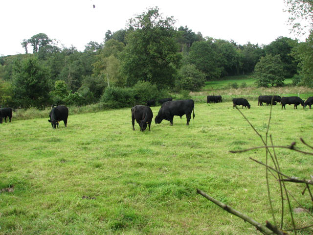 Aberdeen Angus cattle grazing in field adjacent to Pinkney Lane