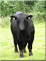 Aberdeen Angus bull