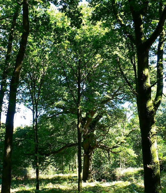 Savernake Forest - Wikipedia