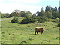 Highland Cattle