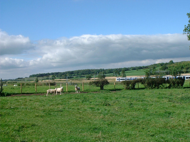 Sheep in field & train