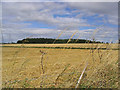 Harvest fields