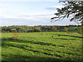 Pasture field near Mirlaw House