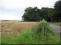 Grainfield near Glenburgie Distillery