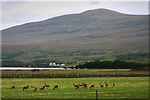 NC5635 : Red Deer at Altnaharra by Mike Baldwin