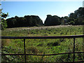 A pasture near Lake Farm overgrown with thistles