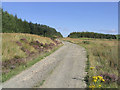 The forestry road east-southeast of Staney Hill