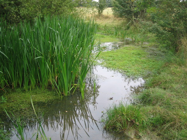 Pond in Cowslip Meadow