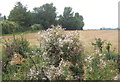 Wild strip between fields