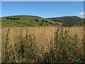 September in the Ettrick Valley