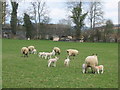 Spring lambs at Acton