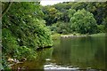 Castlewellan forest park (3)