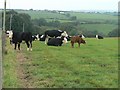 Toller Porcorum: cows at Woolcombe Farm