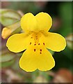 Monkey Flower (Mimulus guttatus)