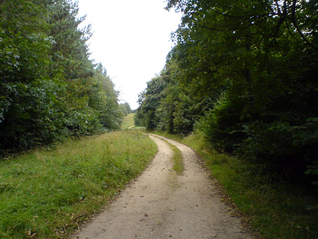 Pathway through Roseland Wood