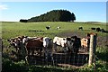 Cattle at Cairnhill