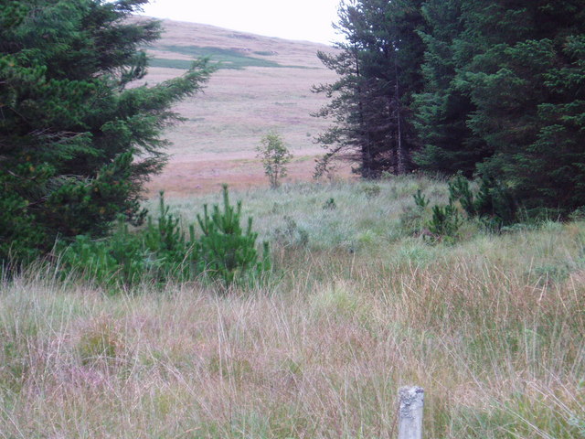 Forest ride and the slopes of Laughenghie Hill