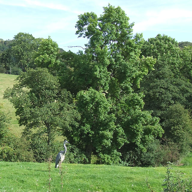 Grazing Land, Trees and Heron, Cheshire