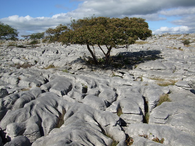 Limestone pavement at Newbiggin Crags