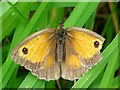 SJ3731 : Gatekeeper butterfly by Penny Mayes