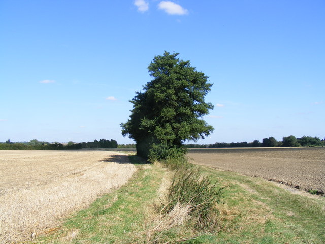 Hedge between Wrestlingworth and Tadlow