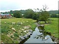 Sheep by the stream