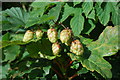 Hopys (Humulus lupulus) Hops