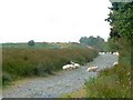 Sheep on the track