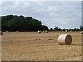 The North East corner of Gatherley Wood.