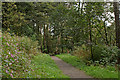 Footpath in Sunnyhurst Wood