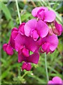 Everlasting Sweetpea