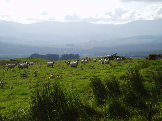 Sheep graze on an unnamed knoll