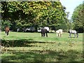 Horses grazing