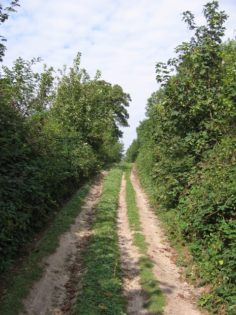 Woodland Track