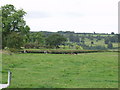 Dairy heifers grazing with a Limousin bull