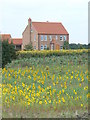 Sunflower field