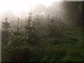 Christmas trees in the mist