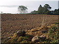 Field at Elstone