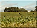 Hay Close Maize Maze as seen from the road