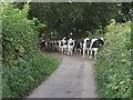 Milking time for the cows from New Barn