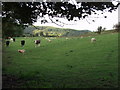 Mixed grazing near Croesau Bach