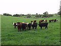 Beef stots grazing at Craig-llwyn