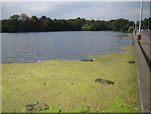 TQ3989 : Snaresbrook: Eagle Pond by Nigel Cox
