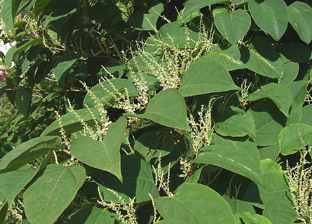 Japanese Knotweed, Trent and Mersey... © Roger Kidd cc-by-sa/2.0 ...