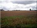 Ripening Grain ready for harvesting.